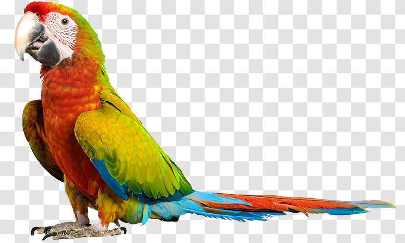 Lovebird Macaw Parakeet Loriini Beak - Pet - Watercolor Parrot Transparent PNG