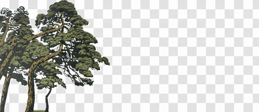 Pine Spruce Fir Evergreen Temperate Coniferous Forest Transparent PNG