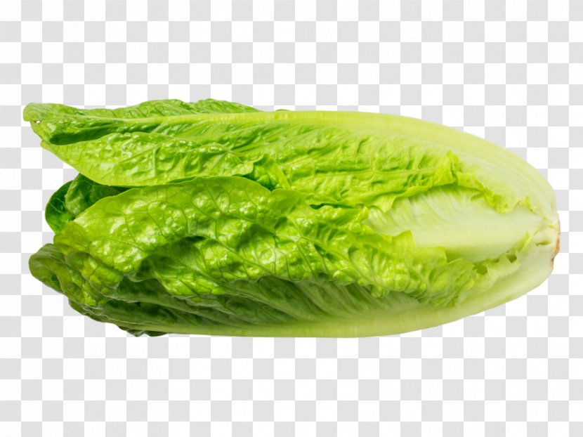 Romaine Lettuce Chinese Cabbage Vegetable Greens - Spring Transparent PNG