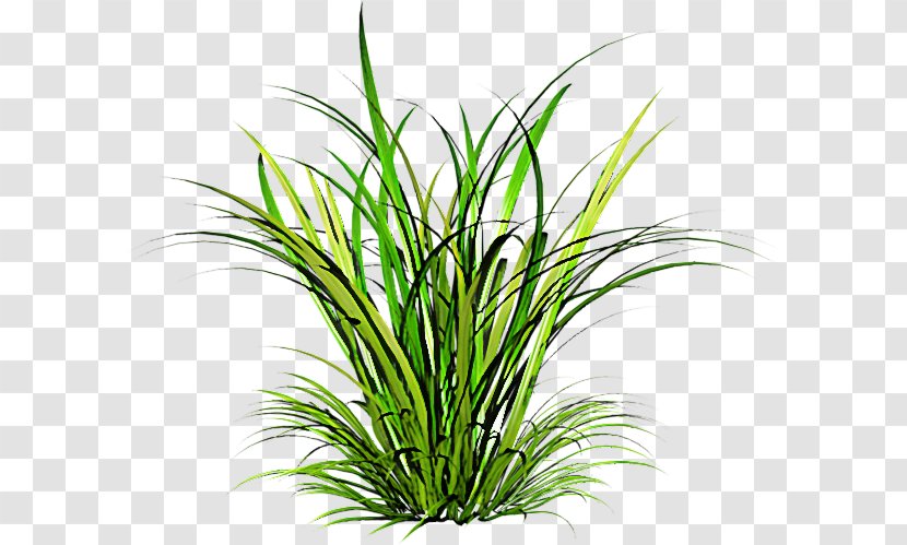 Grass Plant Terrestrial Family Chives - Houseplant - Flower Transparent PNG