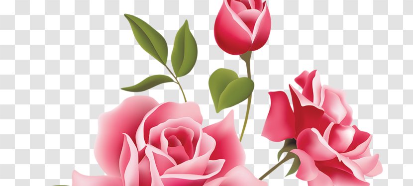 Rose Vector Graphics Floral Design Clip Art Flower - Order - Das Leben Ist Ein Strand Transparent PNG