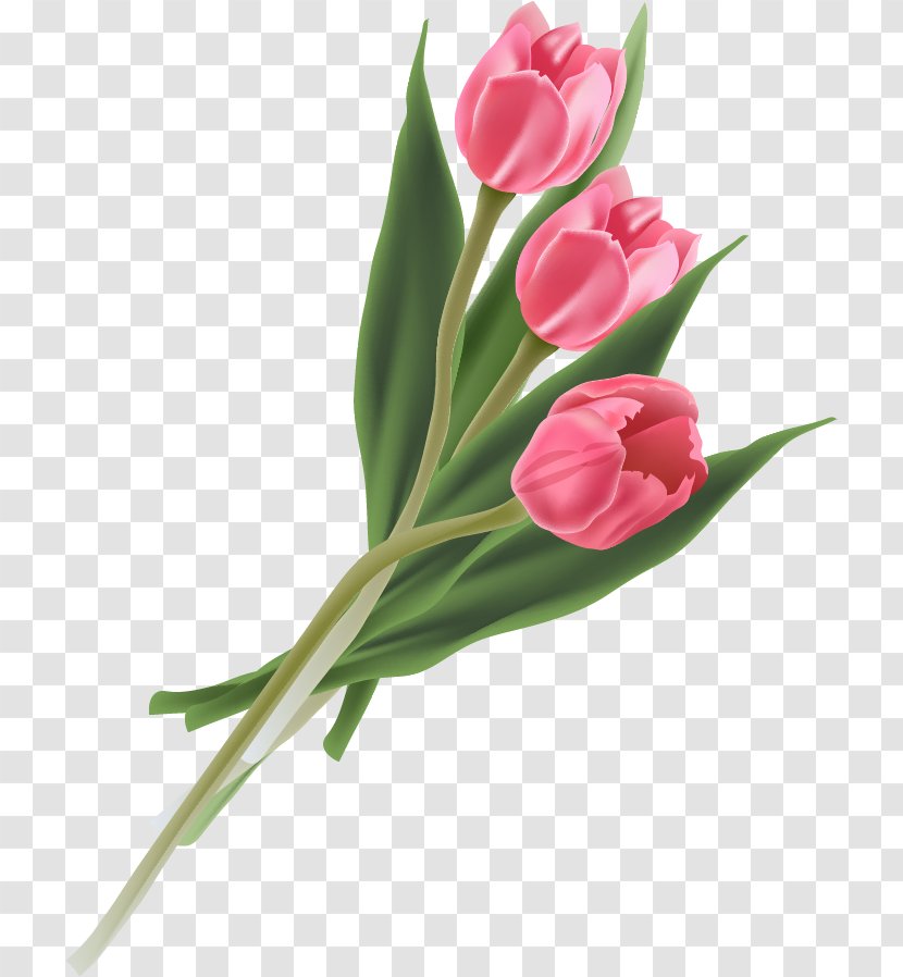 Tulip Flower Bouquet - Bud Transparent PNG