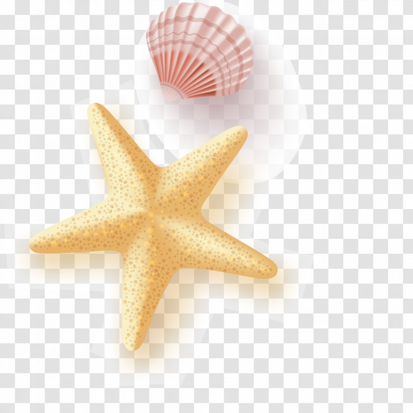 Starfish Euclidean Vector Seashell Transparent PNG