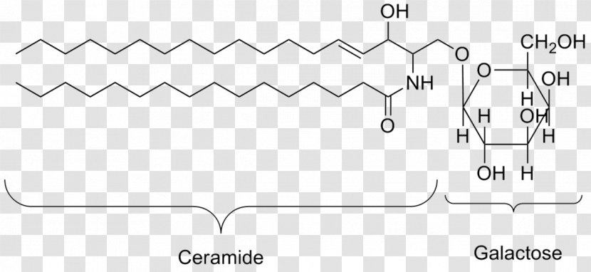 Lipid Organic Compound Matter Organism Biology - Diagram - Marker Transparent PNG