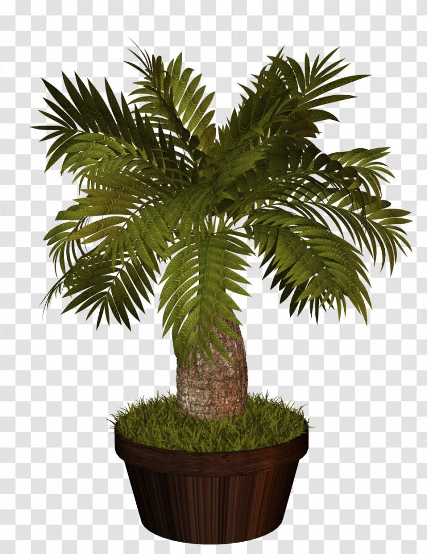 Palm Trees Houseplant Interior Design Services Plants - Ornamental Plant - Tree Transparent PNG