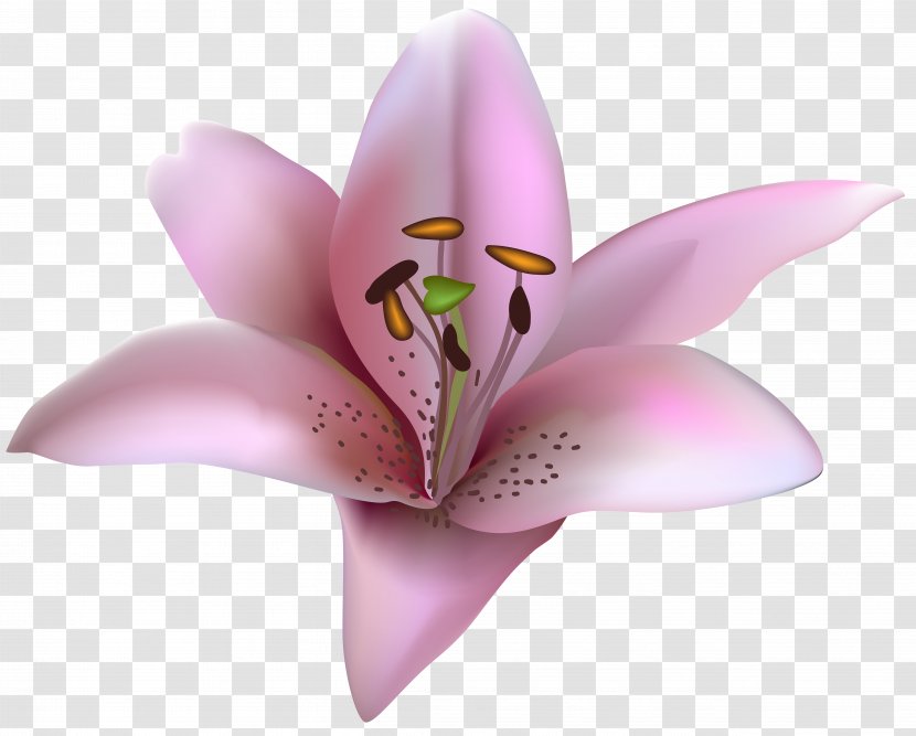 Lilium Petal Clip Art - Pink - Transparent Image Transparent PNG