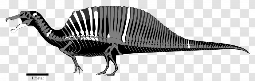 Spinosaurus Carcharodontosaurus Acrocanthosaurus Mapusaurus Velociraptor - Tree - Dinosaur Transparent PNG