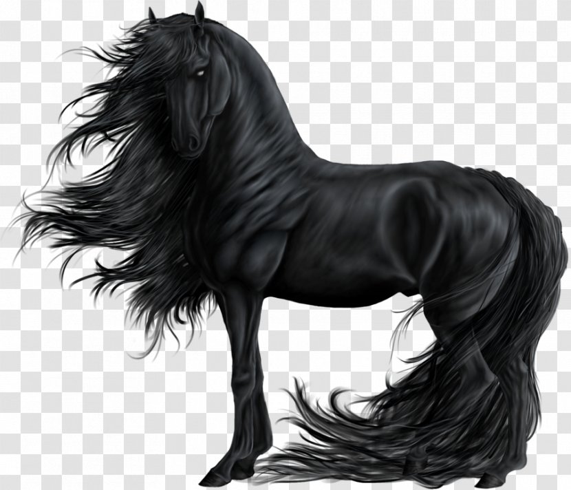 Friesian Horse Mustang Gypsy Stallion Shire - Andalusian Transparent PNG