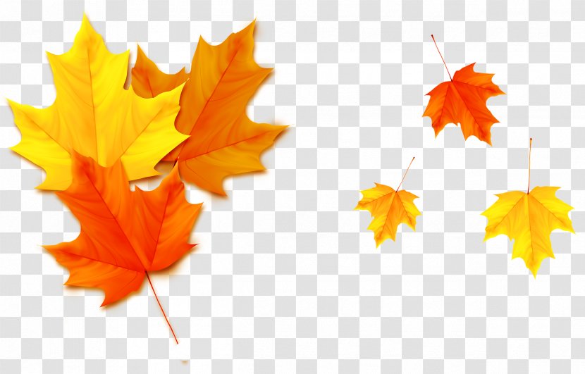 Autumn Leaf Poster - Deciduous - Yellow Leaves Transparent PNG