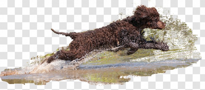Irish Water Spaniel Boykin Spanish Dog Breed American - Sporting Group Transparent PNG