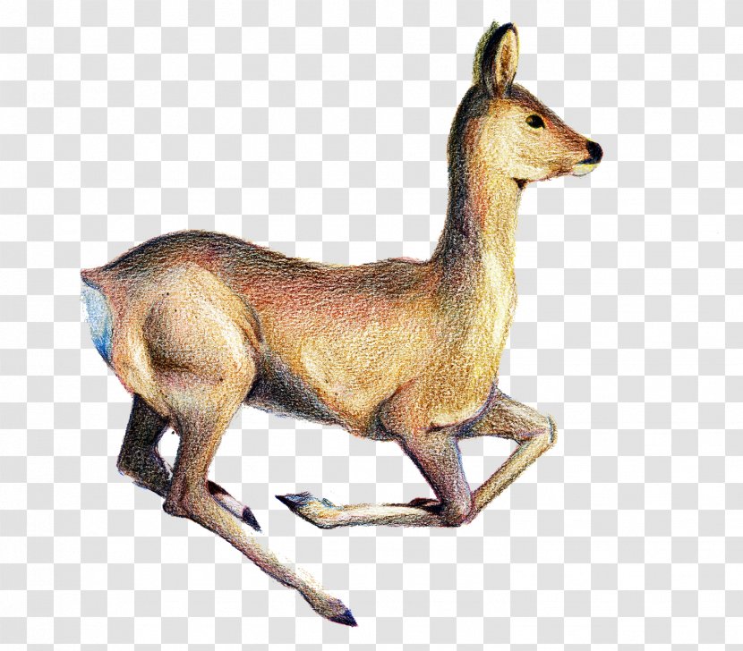 Red Deer Canidae Animal Transparent PNG