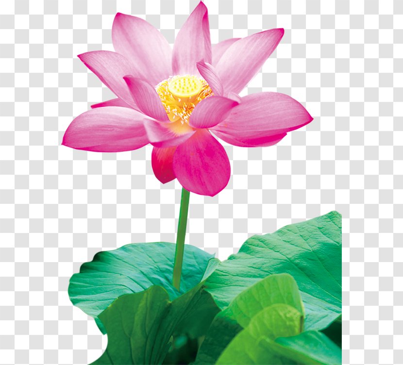 Nelumbo Nucifera Lutea Painting Water Lily - Sacred Lotus Transparent PNG