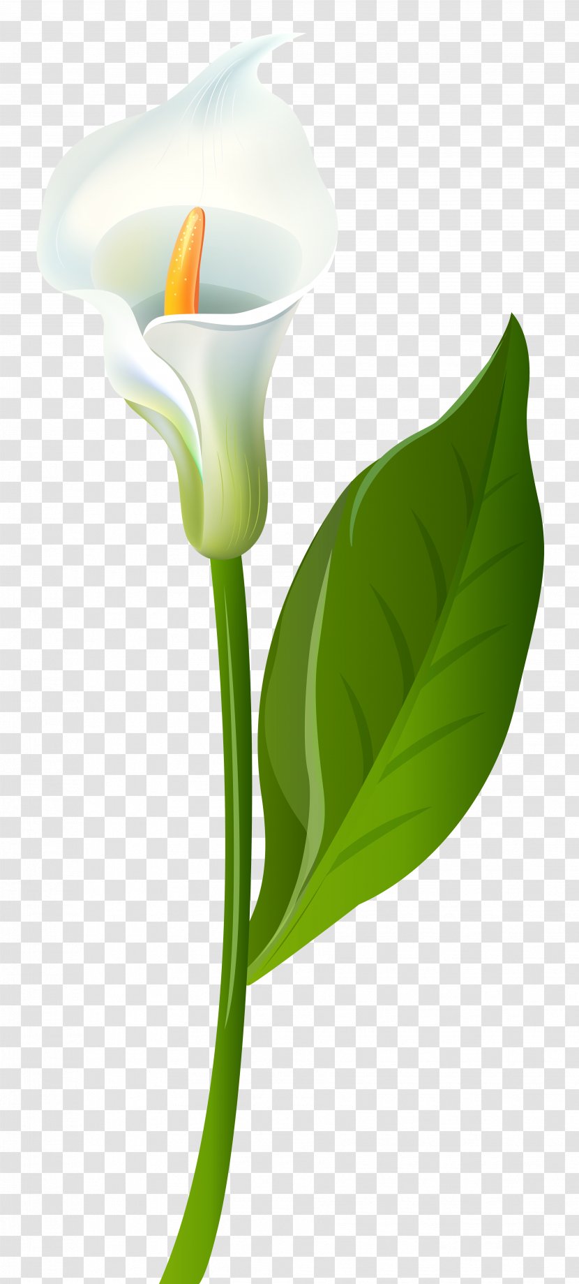 Leaf Flower Plant Stem Green - Calla Lily Transparent Clip Art Image Transparent PNG