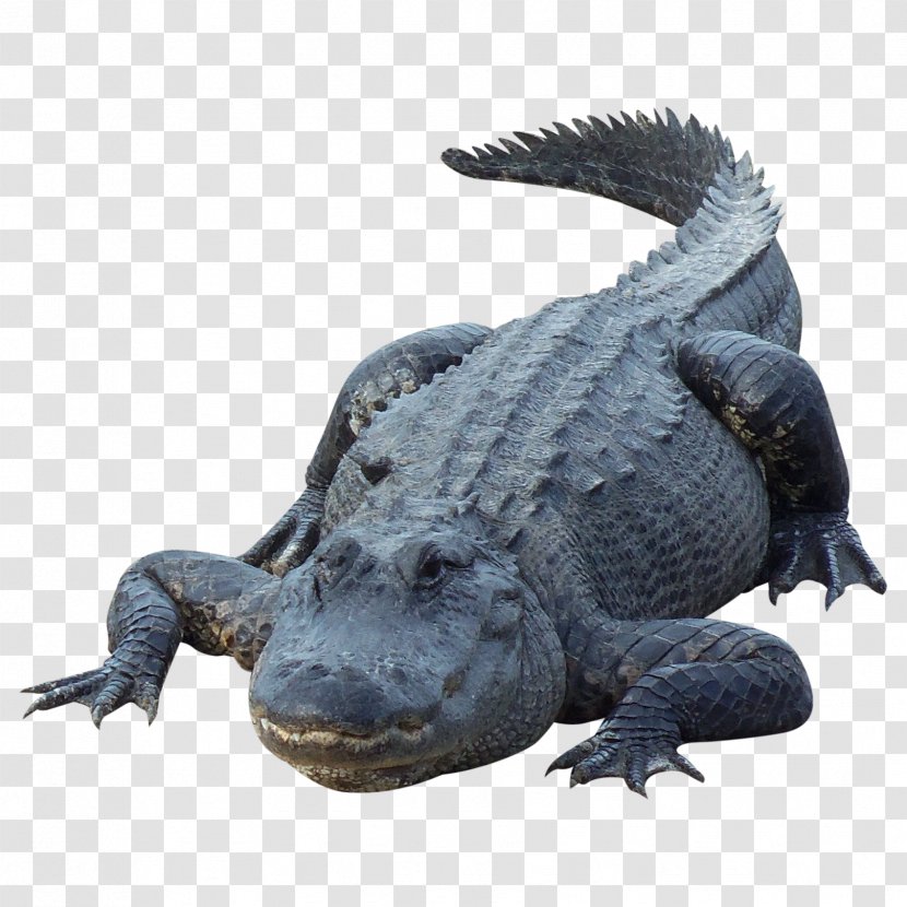 Alligator Crocodile - Image File Formats Transparent PNG
