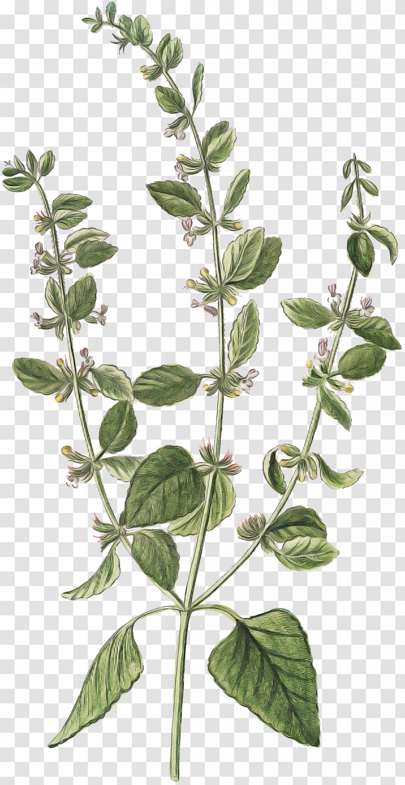 Flower Plant Leaf Tree Herb Transparent PNG