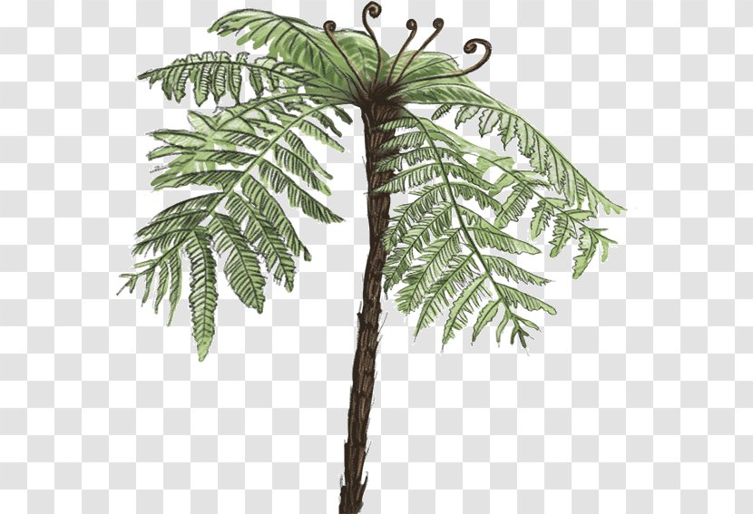 Dicksonia Antarctica Tree Vascular Plant Fern - Native Transparent PNG