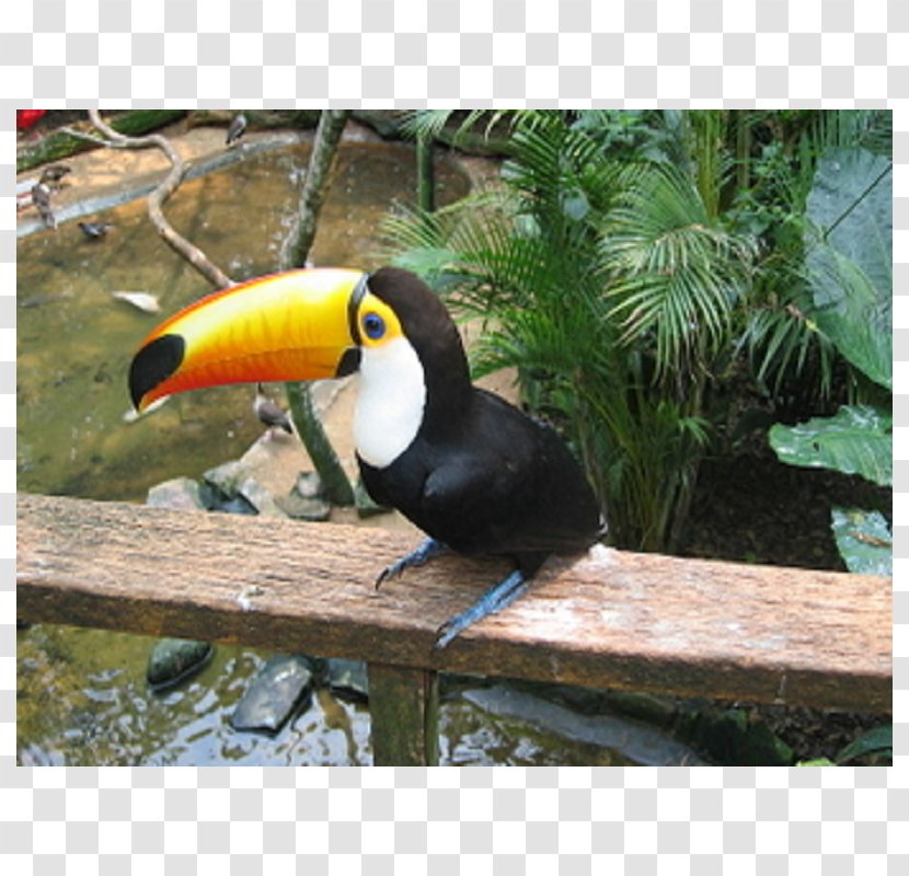 Guirá Oga Brazil Toucan Tourism Travel - Photography Transparent PNG