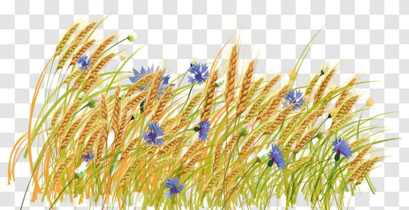 Haystack Wheat Clip Art - Albom - Golden Field Transparent PNG