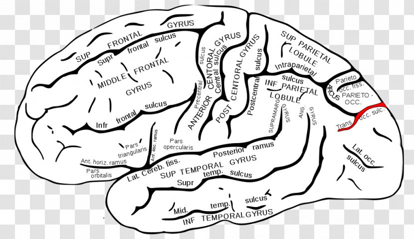 Superior Temporal Gyrus Sulcus Middle Lobes Of The Brain - Flower Transparent PNG