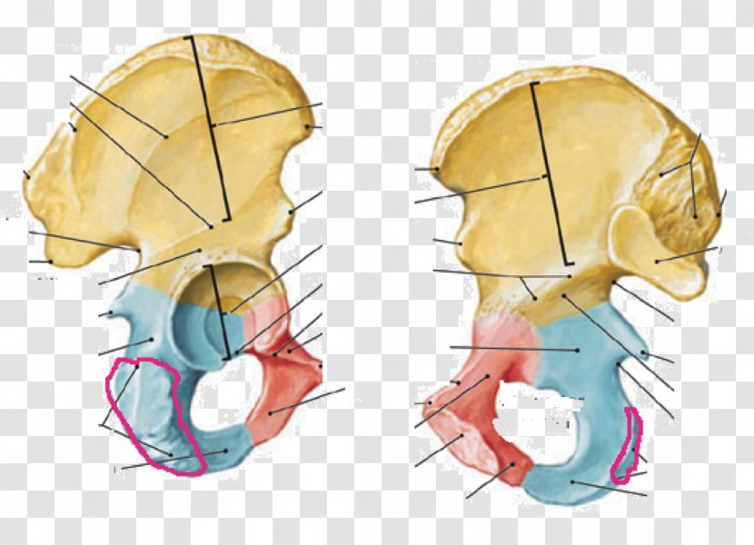 Human Anatomy Hip Bone Inferior Pubic Ramus Pubis Skeleton - Flower - Radial Tuberosity Transparent PNG