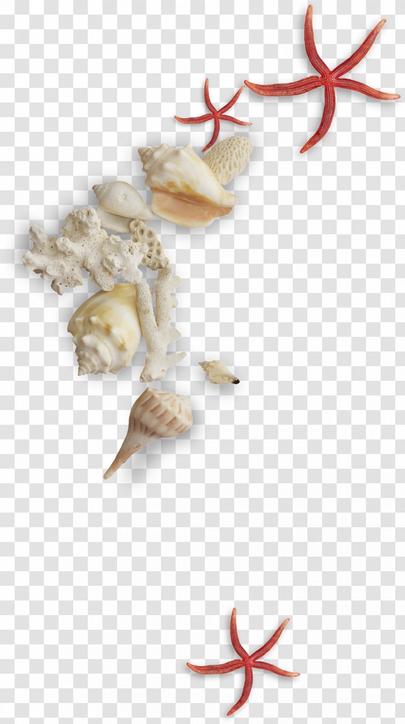 Seashell Clip Art - Watercolor Painting - Conch Transparent PNG