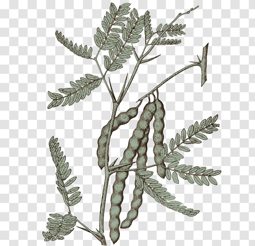 Mesquite Tree Native Plant Prosopis Cineraria - Pullulate Transparent PNG