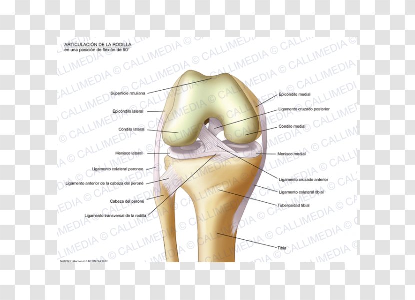 Knee Anatomy Sesamoid Bone Fibula - Cartoon - Artrosis De Rodilla Transparent PNG