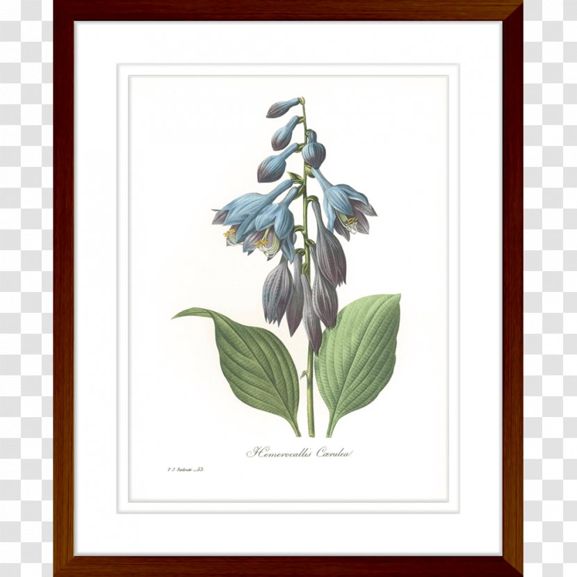 Paper Botanical Illustration Printing Botany Giclée - Drawing - Wood Transparent PNG