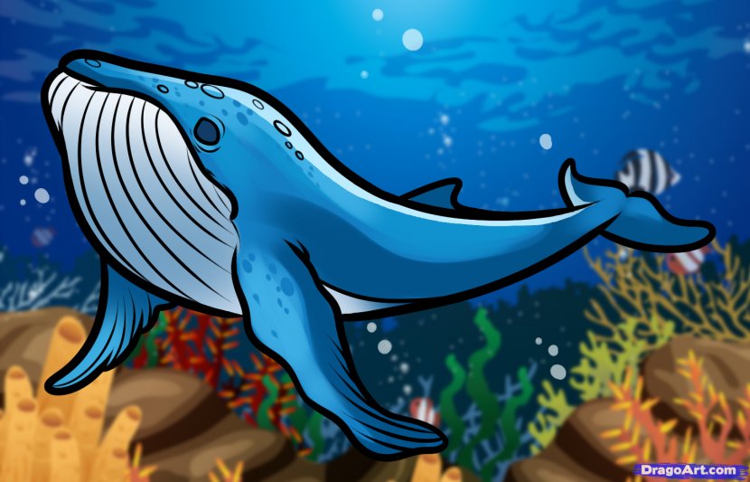 Humpback Whale Drawing Blue Killer - Cartilaginous Fish Transparent PNG