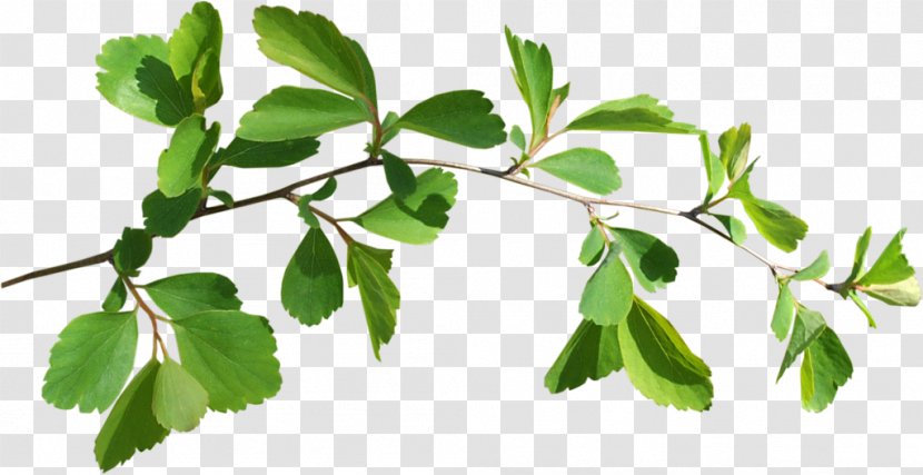Twig Leaf Branch Image - Plant Stem - Book Transparent PNG