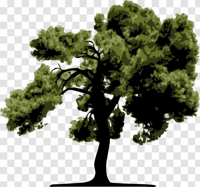 Tree Drawing - Bonsai - Green Transparent PNG