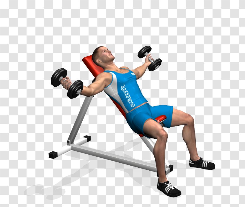 Fly Dumbbell Bench Exercise Weight Training - Physical Fitness - Concentration Curls Transparent PNG