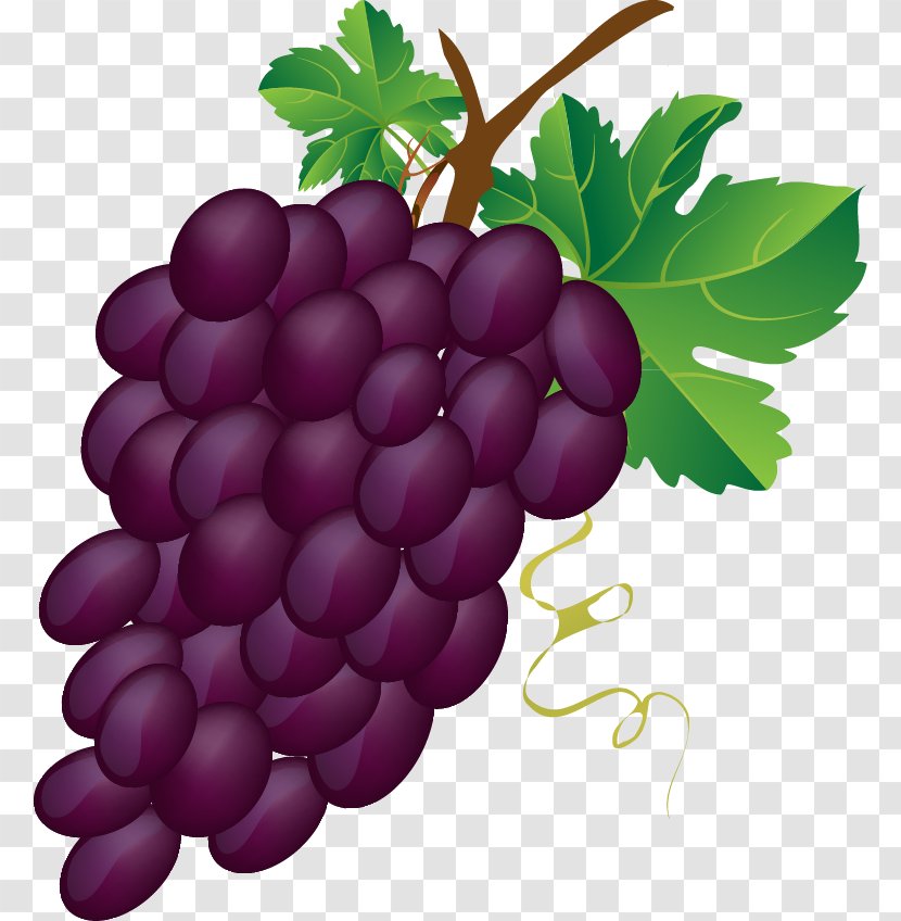 Common Grape Vine Wine Juice Clip Art - Free Content - Cartoon Grapes Cliparts Transparent PNG