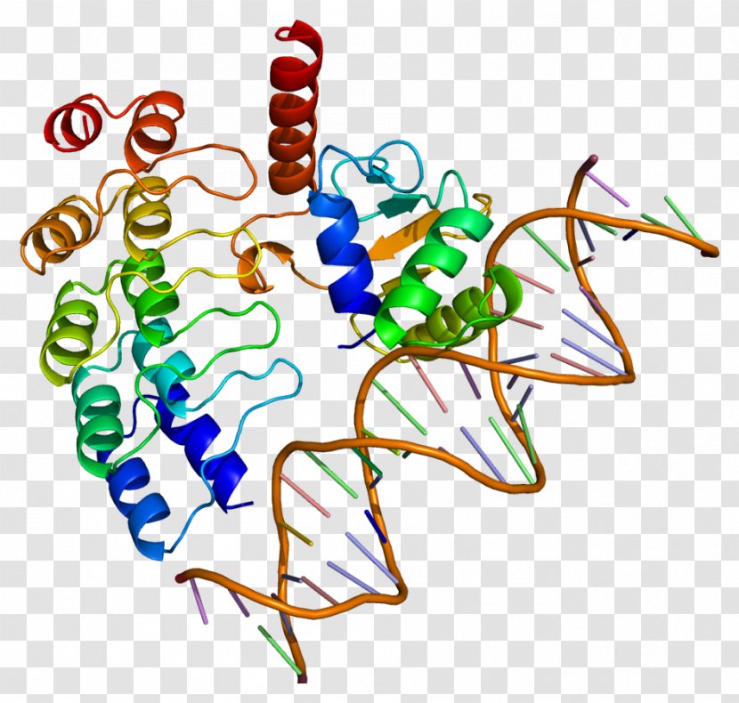 GABPA Protein Structure NFE2L2 - Tree - Transcription Factor Transparent PNG