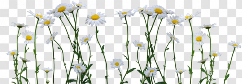 Transparency Image Drawing Common Daisy - Small Transparent PNG