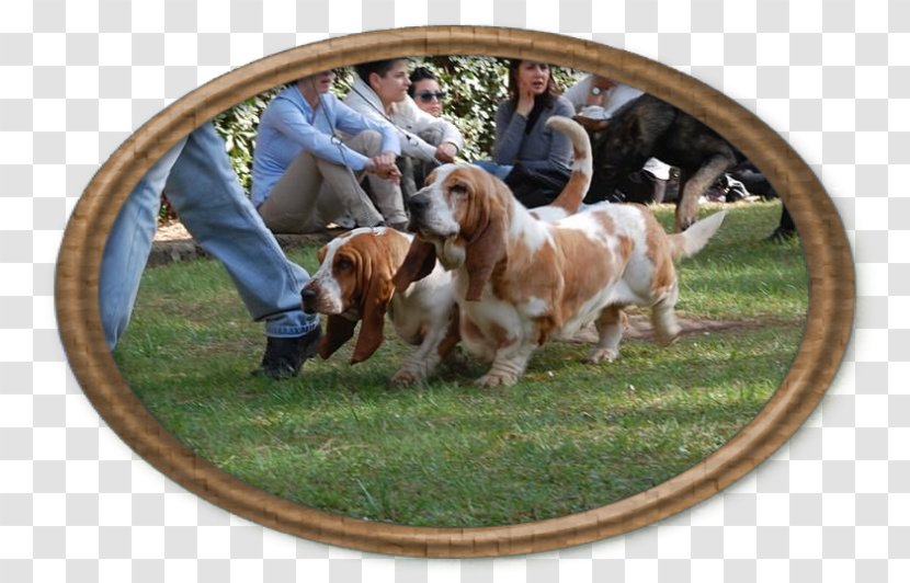 Sussex Spaniel Basset Hound Dog Breed Transparent PNG