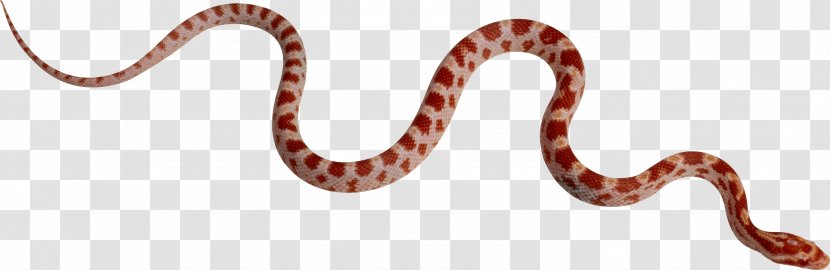 Snake Boa Constrictor Clip Art - Body Jewelry Transparent PNG
