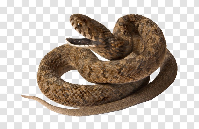 Snakes Reptile Vipers Clip Art - Kingsnake - Snake Eater Transparent PNG