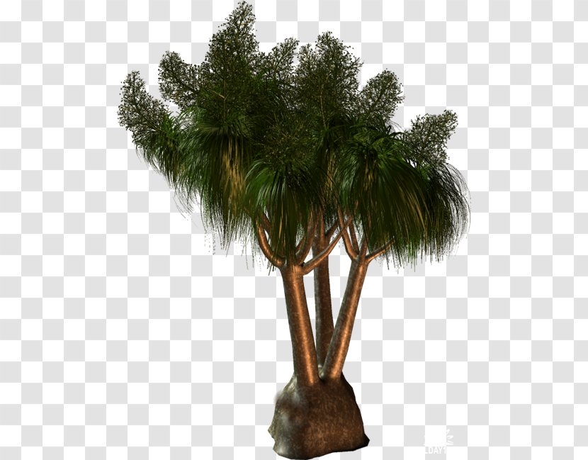 Asian Palmyra Palm Arecaceae Tree Clip Art - Plant Transparent PNG
