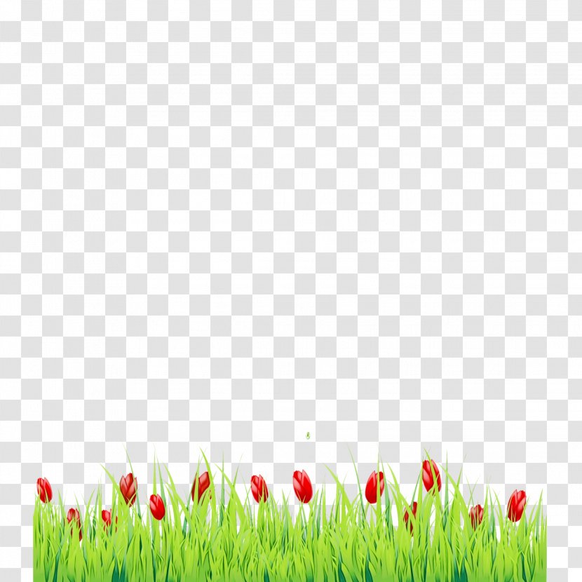 Tulip Flower - Petal - Grass Family Transparent PNG