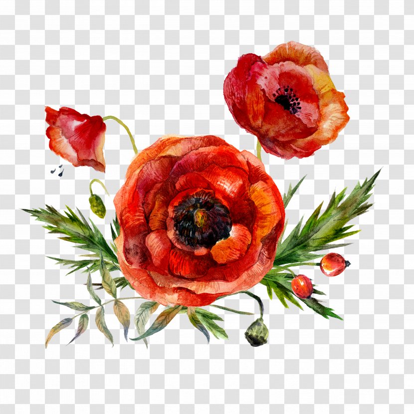 Watercolor Painting Flower Poppy - Photography - Flowers Transparent PNG