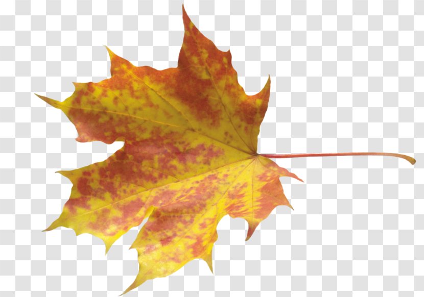 Autumn Leaves Maple Leaf - Plant Transparent PNG