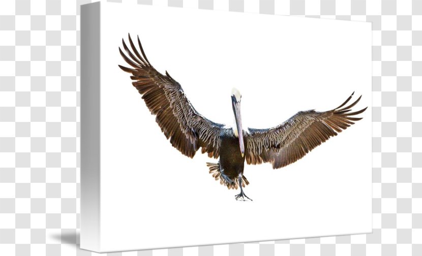 Bald Eagle Buzzard Hawk Vulture Beak Transparent PNG