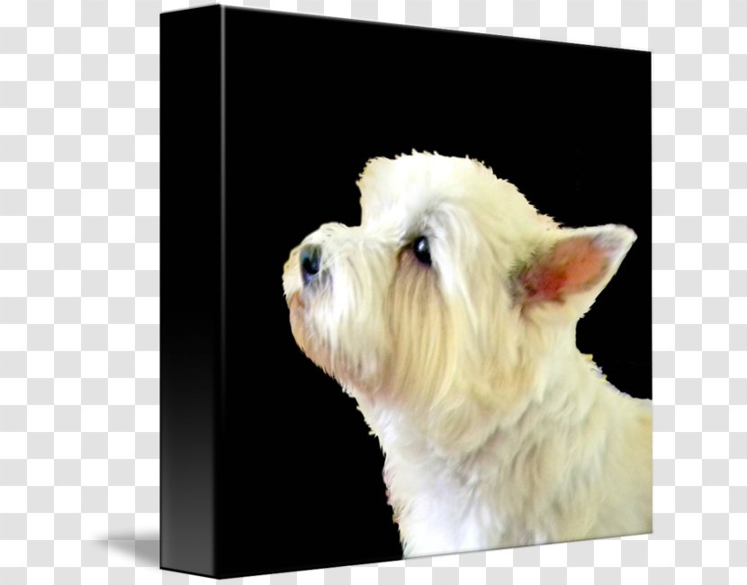 West Highland White Terrier Maltese Dog Rare Breed (dog) Puppy - Iphone Transparent PNG
