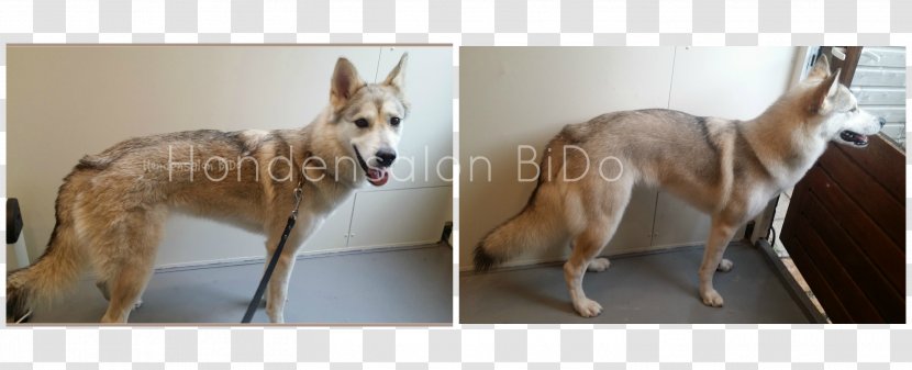 Czechoslovakian Wolfdog Saarloos Hondensalon BiDo Carolina Dog Breed - Tail - Puppy Transparent PNG