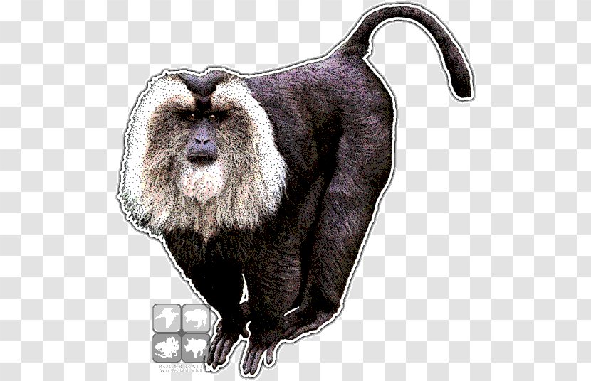 Lion-tailed Macaque Drawing Monkey - Art - Cotton Top Tamarin Animal Transparent PNG