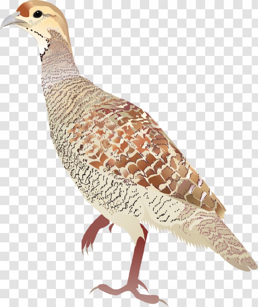 Grey Francolin Black Painted Partridge - Feather - Bird Transparent PNG