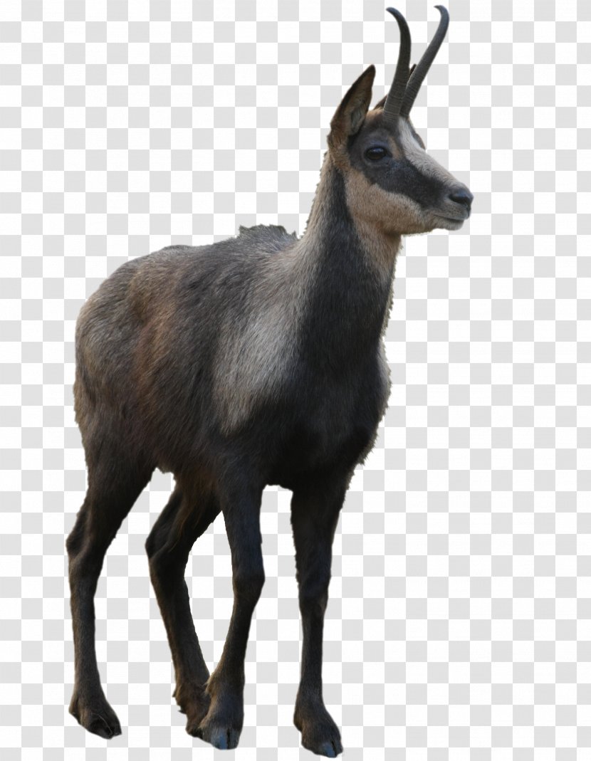 Chamois Waterbuck Moschus Deer Goat - Beelejuice Graphic Transparent PNG