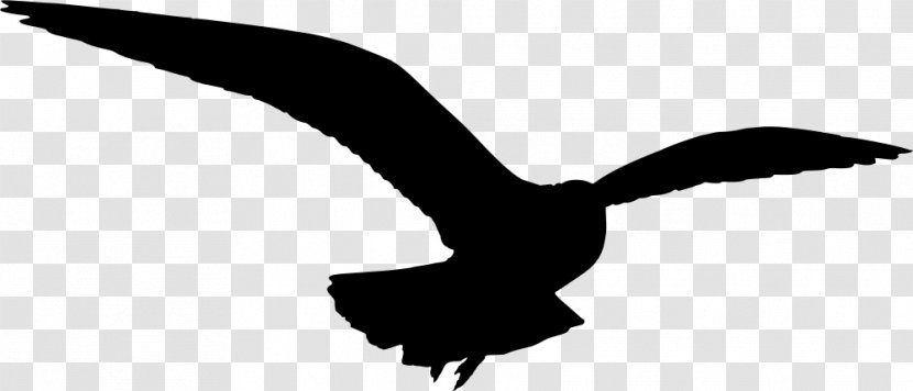 Gulls Silhouette Clip Art - Black And White - Cartoon Bird Transparent PNG