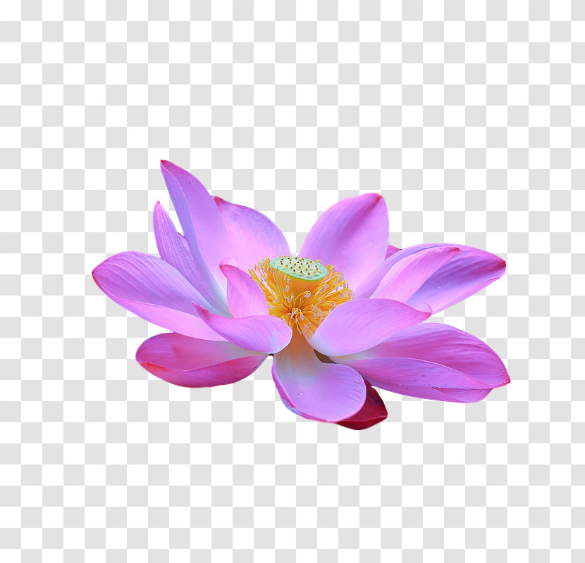 Sacred Lotus Magnolia Family Magenta Telekom Magnolia Lotus-m Transparent PNG